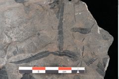 Foto (Detailansicht) von Thaumatopteris muensteri Goeppert (NHMW-GEO-2024-0188-10517)